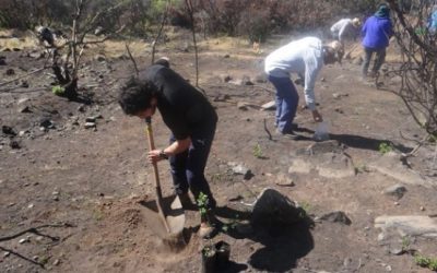 ingles Iniciarán plantación de especies nativas para restaurar el humedal Boca Maule