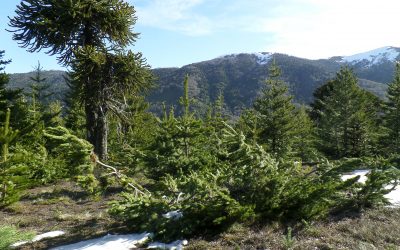 ¿Se preocupan los chilenos por la invasión de pinos? Estudio revela la necesidad de mejorar la educación ambiental en el país