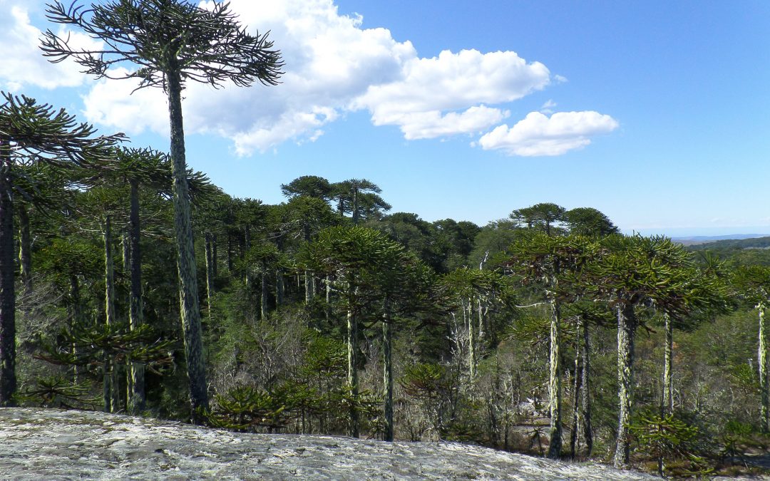 Día Mundial del Medio Ambiente